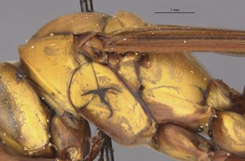 Media type: image;   Entomology 36003 Aspect: thorax lateral